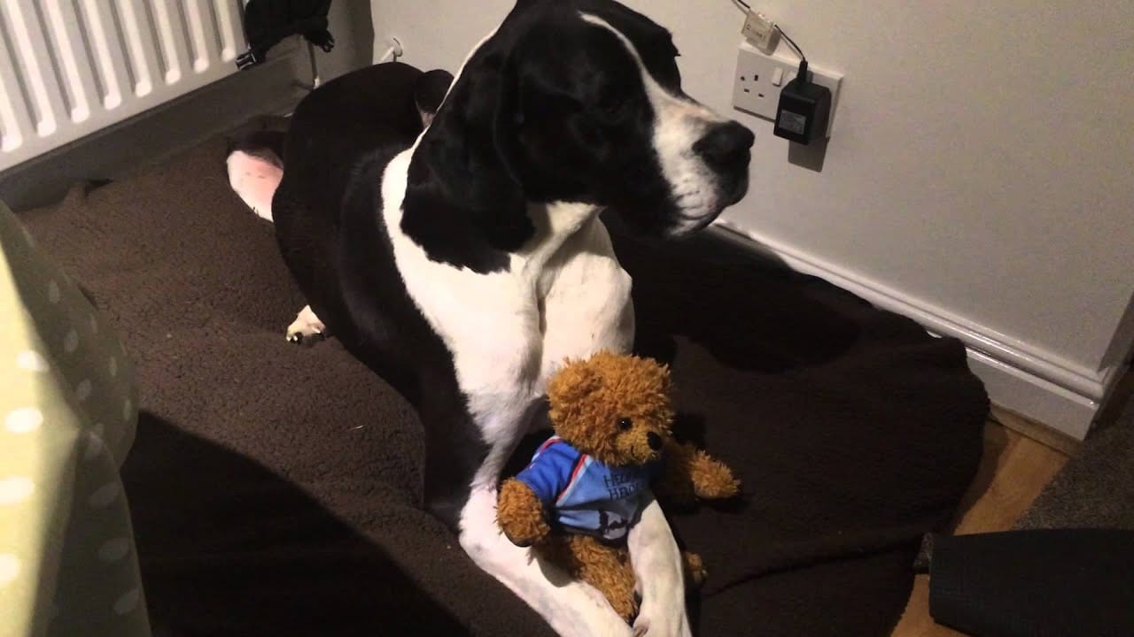 great dane teddy bear