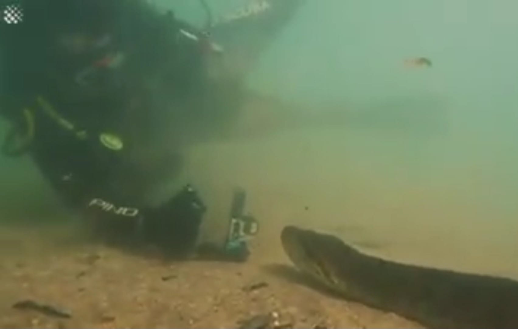 Diver Has Incredible Face To Face Encounter With Giant Anaconda. eXodif