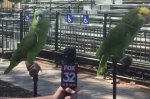 parrots-singing