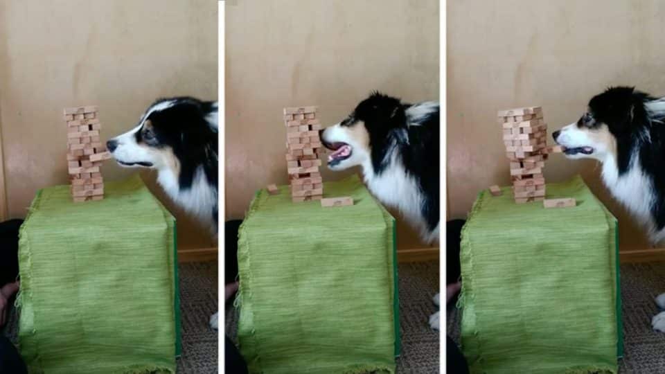 You Won’t Believe How Well This Dog Plays Jenga eXodif