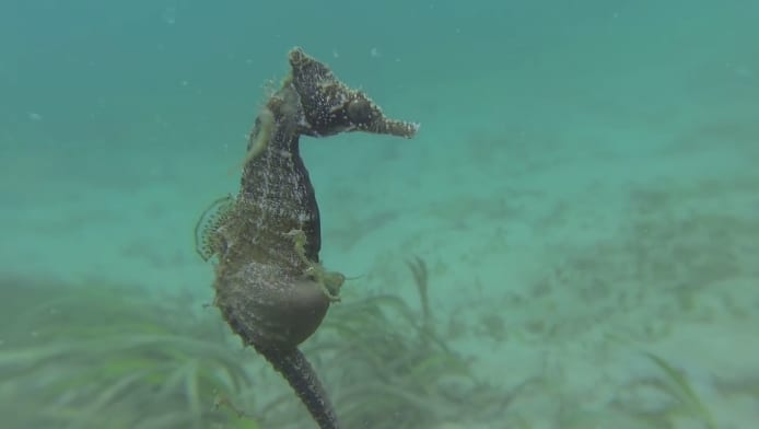 Divers Capture Rare Footage Of Male Seahorse Giving Birth In The Wild ...