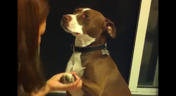 The World’s Most Dramatic Dog Gets His Nails Clipped – eXodif