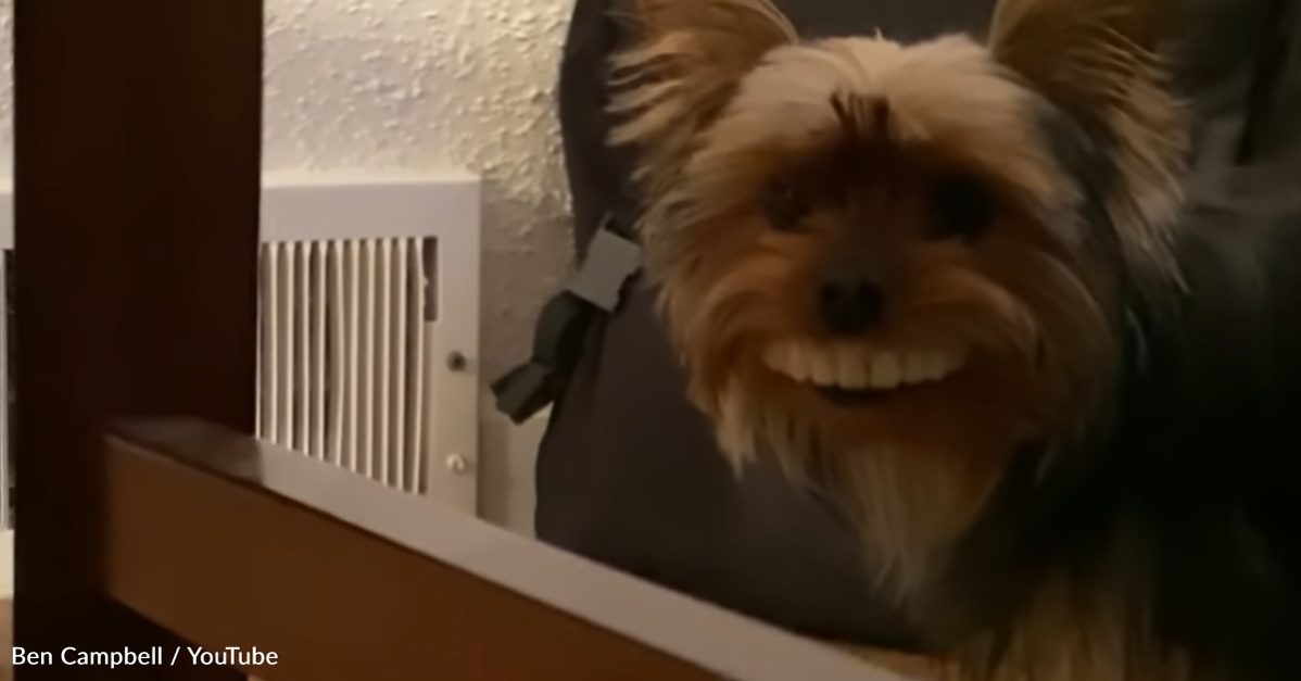 Yorkie Has Owner In Laughter Stealing Fake Teeth eXodif