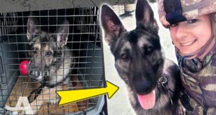 Air Force veteran Angela Lowe reunited with her retired military working dog Szultan