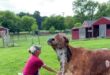 Bhima the ox gets a scratch from a caregiver at SASHA Farm Animal Sanctuary