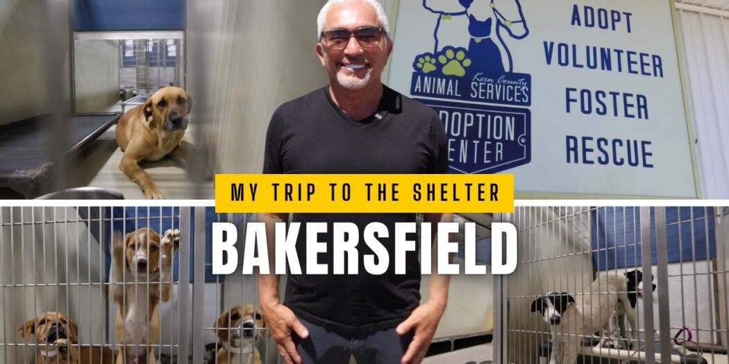 Cesar Millan with a frightened dog at the Bakersfield Dog Shelter