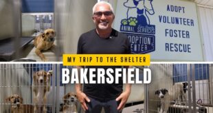 Cesar Millan with a frightened dog at the Bakersfield Dog Shelter