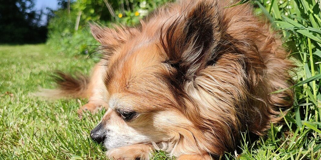 A small Chihuahua resting in the sunshine