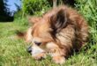 A small Chihuahua resting in the sunshine