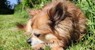 A small Chihuahua resting in the sunshine