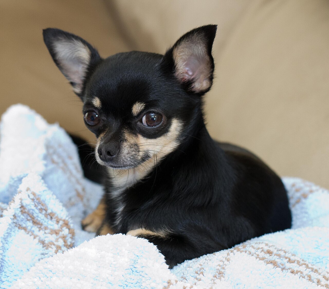 A small black and tan Chihuahua resting on a blanket