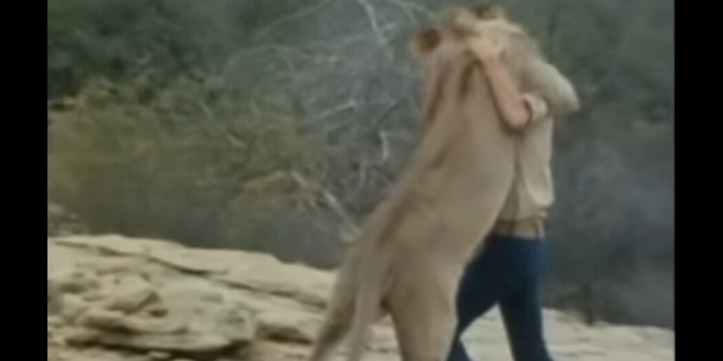 Christian the lion hugging his old friend during their reunion in Kenya