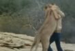 Christian the lion hugging his old friend during their reunion in Kenya