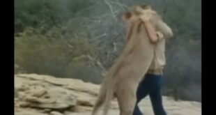 Christian the lion hugging his old friend during their reunion in Kenya