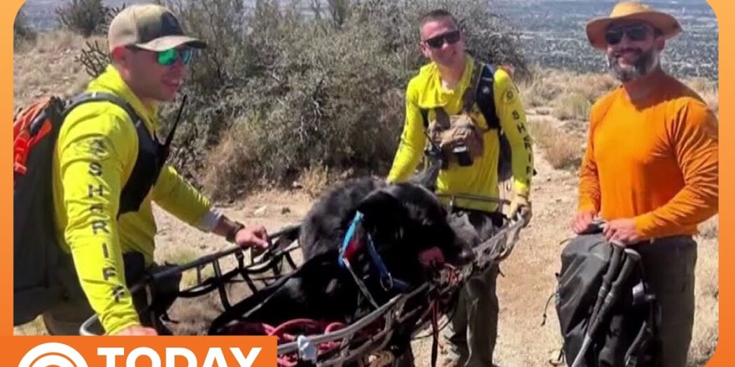 Deputies rescue Atlas, a 130-pound dog, from a mountain trail