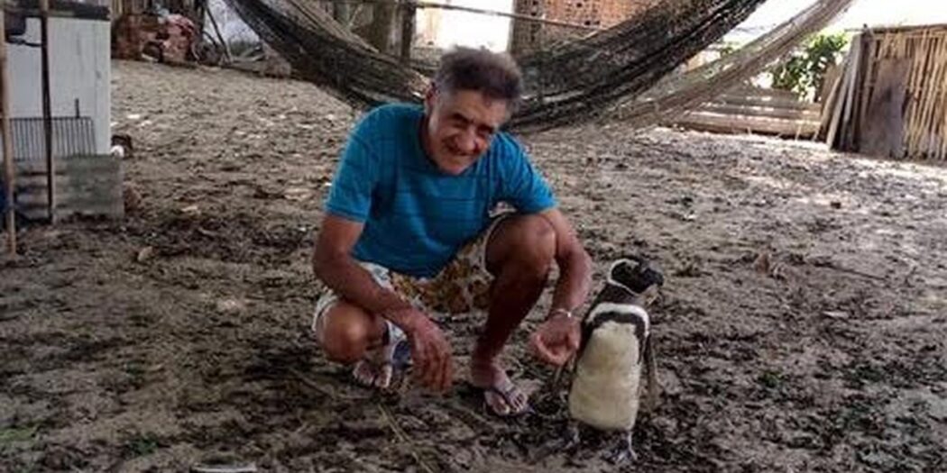 Joao Pereira de Souza with Dindim the Magellanic penguin in Proveta, Brazil