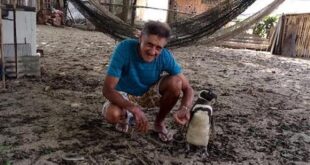 Joao Pereira de Souza with Dindim the Magellanic penguin in Proveta, Brazil