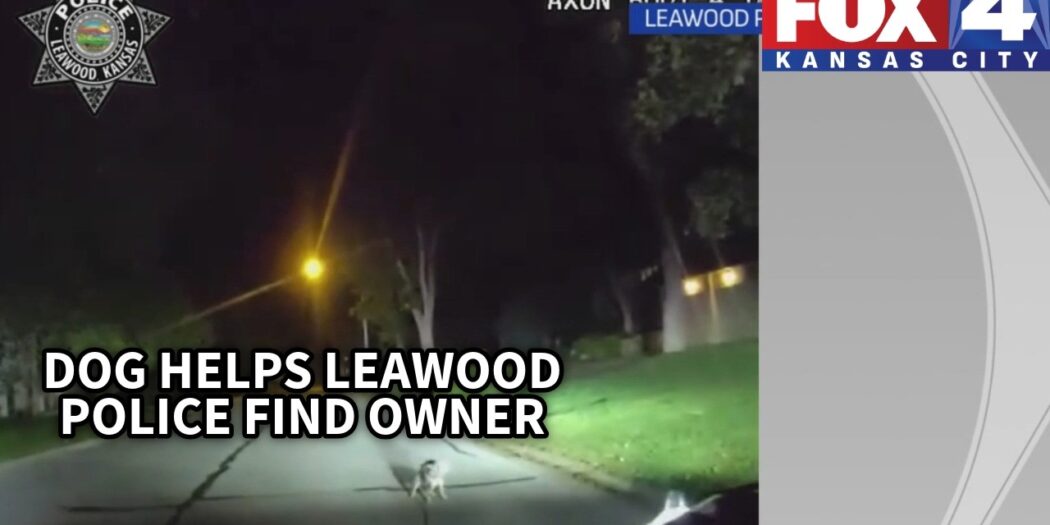 Dog on a leash leads a Leawood police officer home