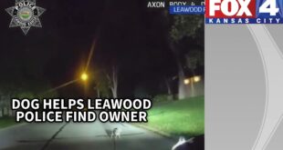 Dog on a leash leads a Leawood police officer home