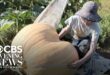 13-year-old Harold Harris with his giant 500-pound pumpkin