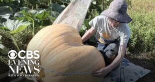 13-year-old Harold Harris with his giant 500-pound pumpkin