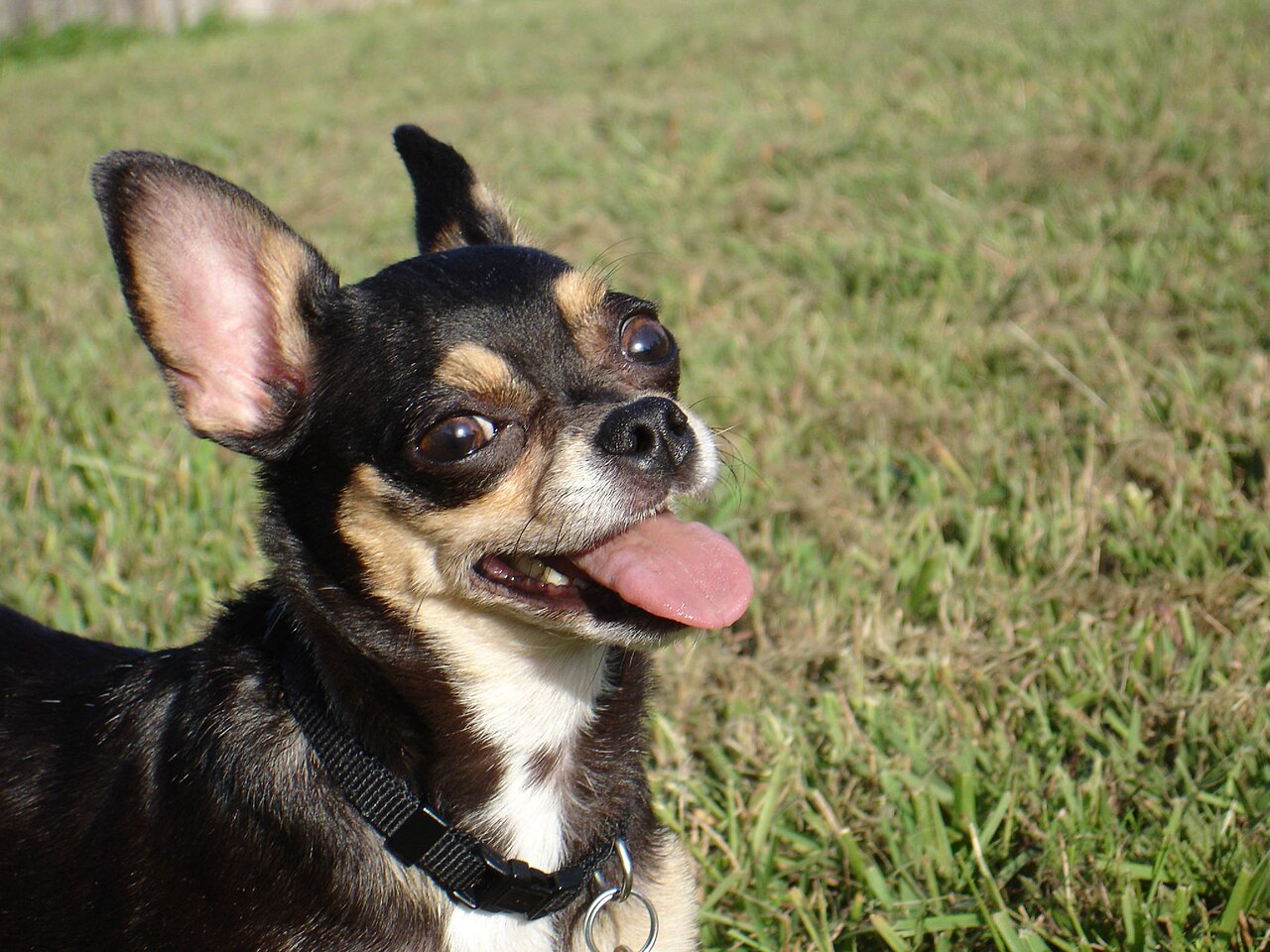 A happy Chihuahua sitting in the grass