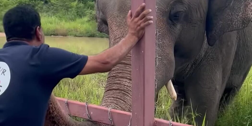 Dr. Amir Khalil of FOUR PAWS reaches out to touch Kaavan the elephant at the Cambodia Wildlife Sanctuary