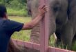 Dr. Amir Khalil of FOUR PAWS reaches out to touch Kaavan the elephant at the Cambodia Wildlife Sanctuary