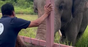Dr. Amir Khalil of FOUR PAWS reaches out to touch Kaavan the elephant at the Cambodia Wildlife Sanctuary