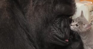 Koko the gorilla touching noses with her gray kitten