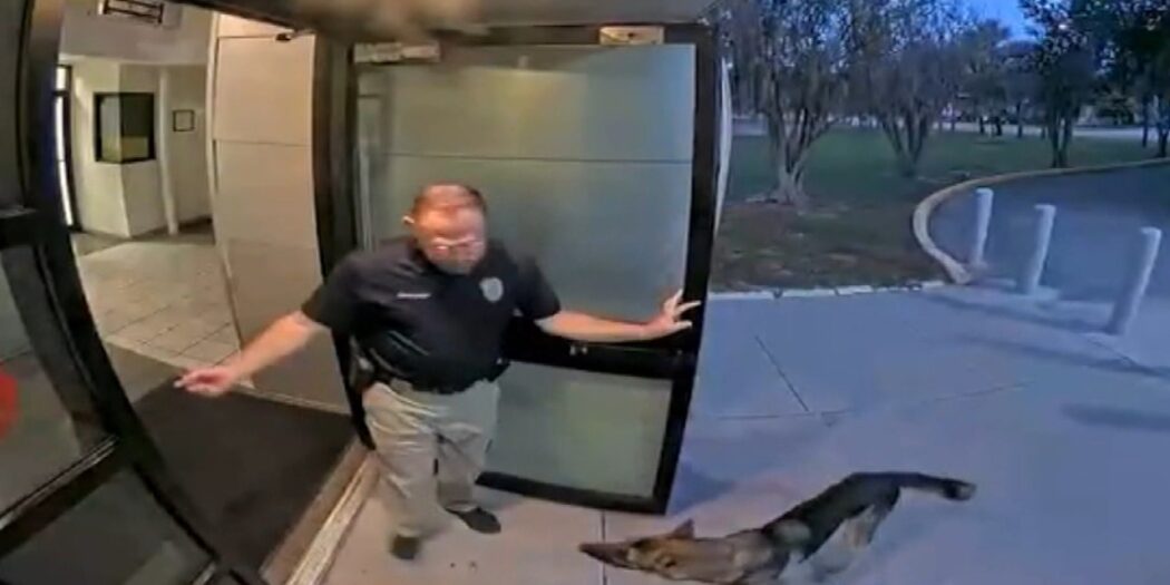 German shepherd reunited with owner after wandering up to Tampa police station