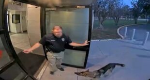 German shepherd reunited with owner after wandering up to Tampa police station