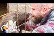 Bruno Jelović surrounded by rescued dogs on his dog ranch in Bosnia