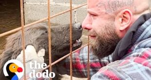 Bruno Jelović surrounded by rescued dogs on his dog ranch in Bosnia