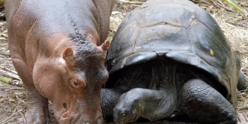 Owen the hippo and Mzee the giant tortoise at Haller Park