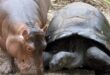 Owen the hippo and Mzee the giant tortoise at Haller Park
