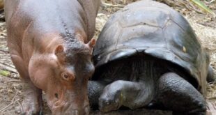 Owen the hippo and Mzee the giant tortoise at Haller Park