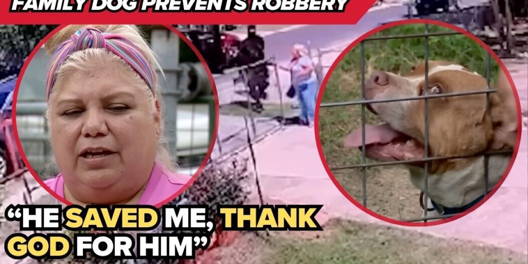 Rambo, the family pit bull who scared off masked attackers in San Antonio
