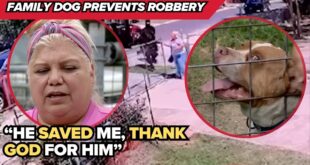Rambo, the family pit bull who scared off masked attackers in San Antonio