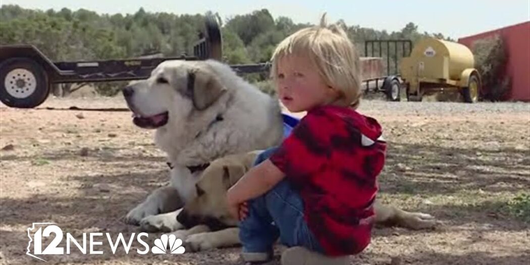Buford, the rancher's guardian dog who found 2-year-old Boden Allen