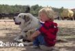Buford, the rancher's guardian dog who found 2-year-old Boden Allen