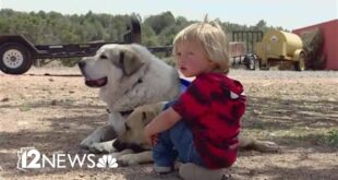 Buford, the rancher's guardian dog who found 2-year-old Boden Allen