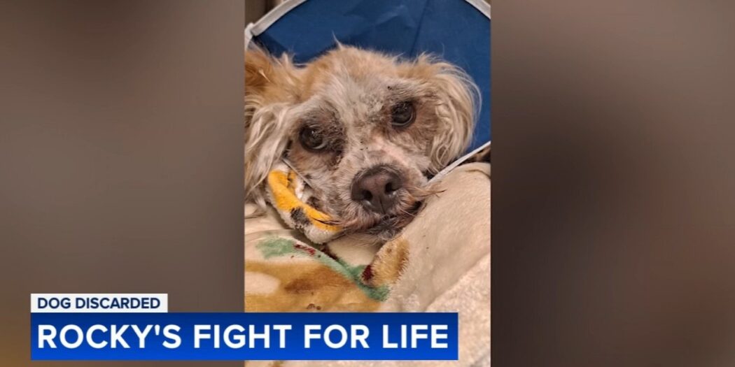 Rocky the rescued dog recovering in Philadelphia