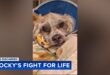 Rocky the rescued dog recovering in Philadelphia