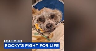 Rocky the rescued dog recovering in Philadelphia