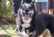 Ruby, the Rhode Island State Police K-9 search and rescue dog