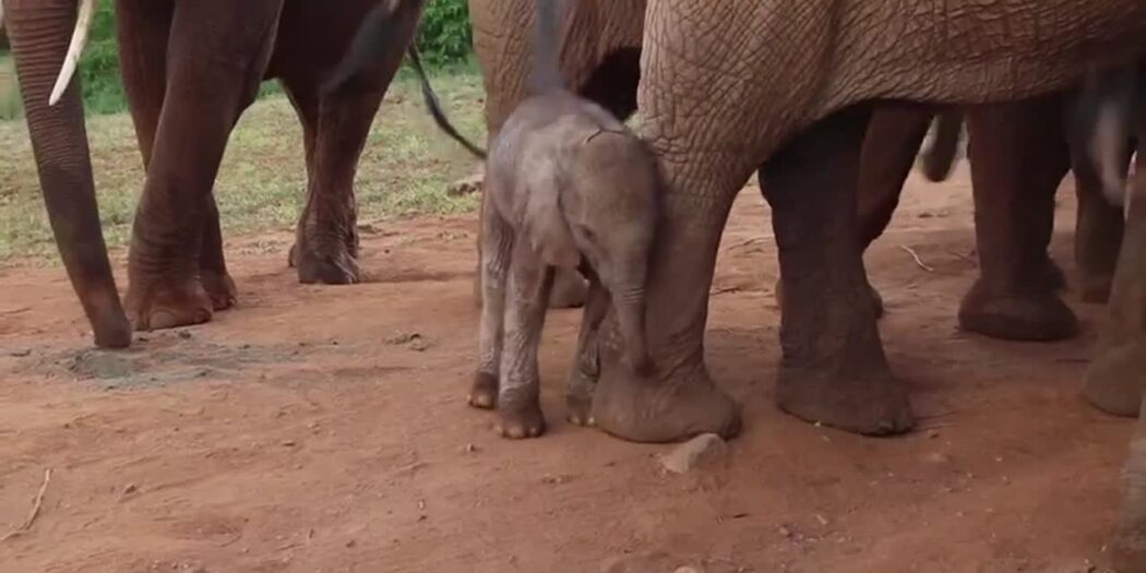 Newborn elephant calf Emma stands with ex-orphan elephant Emily and her herd at the Voi stockades in Kenya