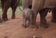 Newborn elephant calf Emma stands with ex-orphan elephant Emily and her herd at the Voi stockades in Kenya