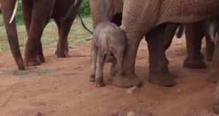 Newborn elephant calf Emma stands with ex-orphan elephant Emily and her herd at the Voi stockades in Kenya