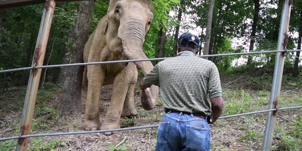 Solomon James visiting Shirley the elephant at The Elephant Sanctuary in Tennessee